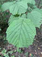 Corylus avellana