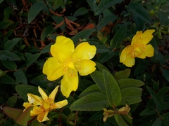 Hypericum × hidcoteense