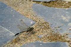 Labrogomphus torvus