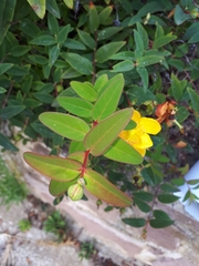 Hypericum × hidcoteense