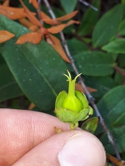 Hypericum × hidcoteense