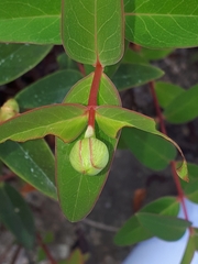 Hypericum × hidcoteense