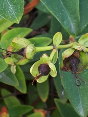 Hypericum × hidcoteense