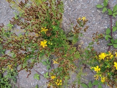 Hypericum perforatum