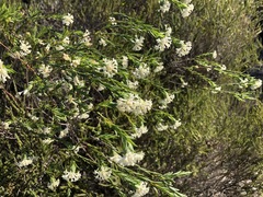 Pimelea stricta