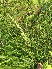 Lolium perenne perenne