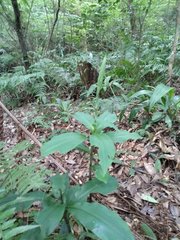 Habenaria pantlingiana