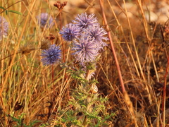 Echinops ritro ritro