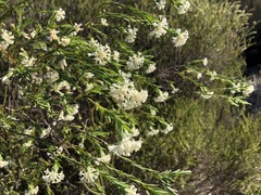 Pimelea stricta