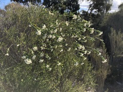 Pimelea stricta