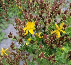 Hypericum perforatum