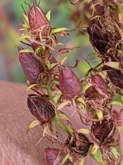 Hypericum perforatum