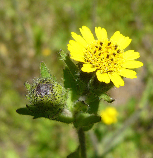 Layia hieracioides