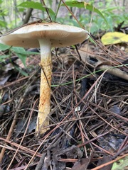 Lepiota oreadiformis