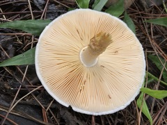 Lepiota oreadiformis