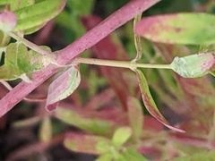Hypericum perforatum