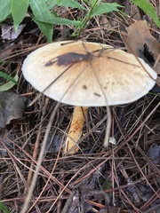 Lepiota oreadiformis