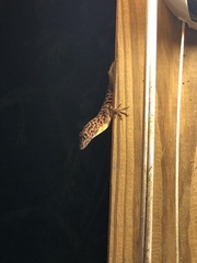 Anolis sabanus