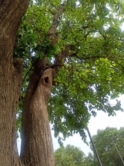 Cordia dichotoma