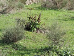 Cytisus multiflorus