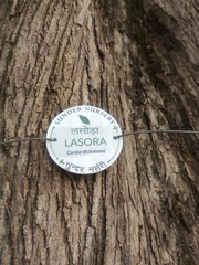 Cordia dichotoma