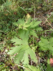 Geranium pseudosibiricum