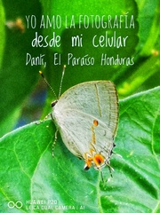 Iaspis andersoni