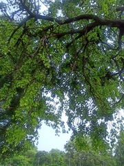 Cordia dichotoma