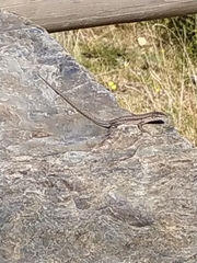 Podarcis muralis