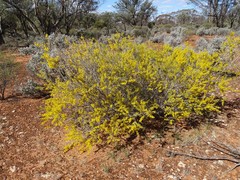 Acacia nyssophylla