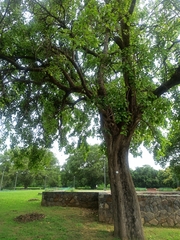 Cordia dichotoma