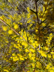 Acacia nyssophylla