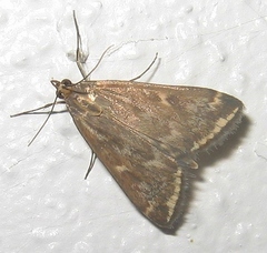 Loxostege munroealis