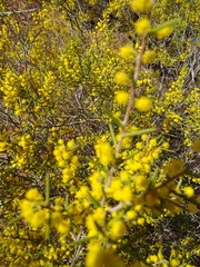 Acacia nyssophylla