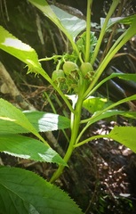 Lobelia physaloides