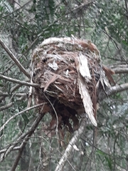 Eopsaltria australis