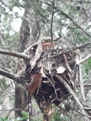 Eopsaltria australis