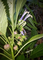 Lobelia physaloides