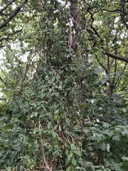 Lonicera caprifolium