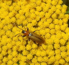 Neoeutrapela