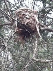 Eopsaltria australis