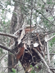 Eopsaltria australis