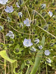Lomatogonium carinthiacum