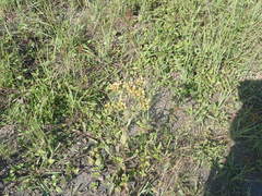 Pentanema squarrosum