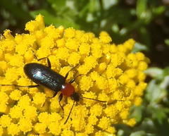 Neoeutrapela