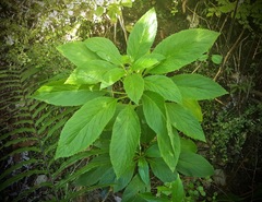Lobelia physaloides