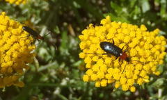 Neoeutrapela