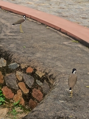 Vanellus indicus