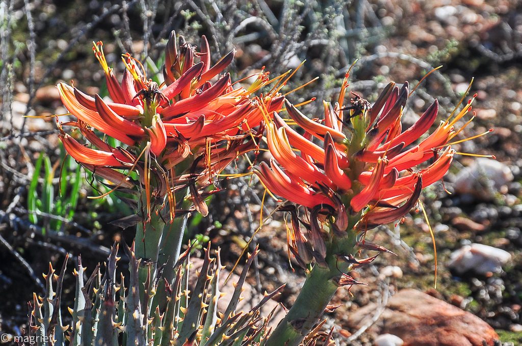 Karoo aloe