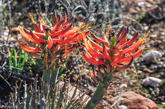 Aloe longistyla